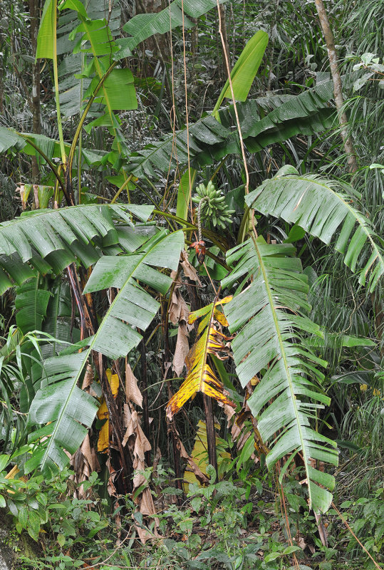 Musa_monticola.jpg