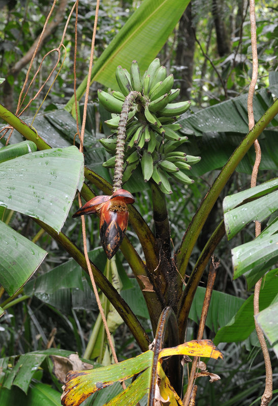 Musa_monticola._Closer.jpg