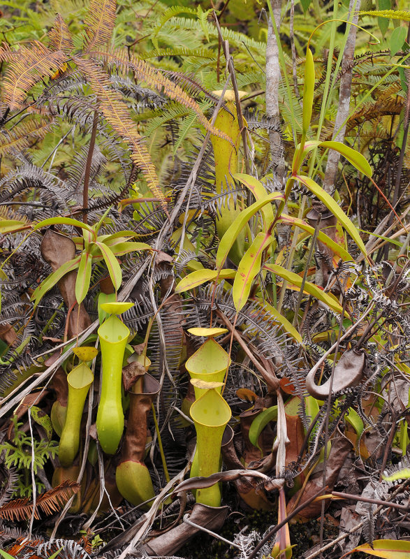 Nepenthes_reinwardtiana._2.jpg