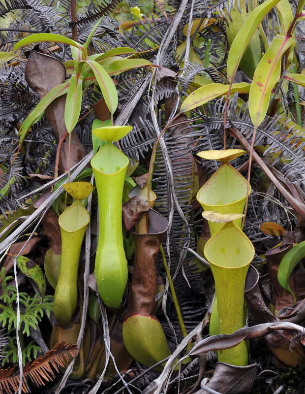 Nepenthes_reinwardtiana._3.jpg