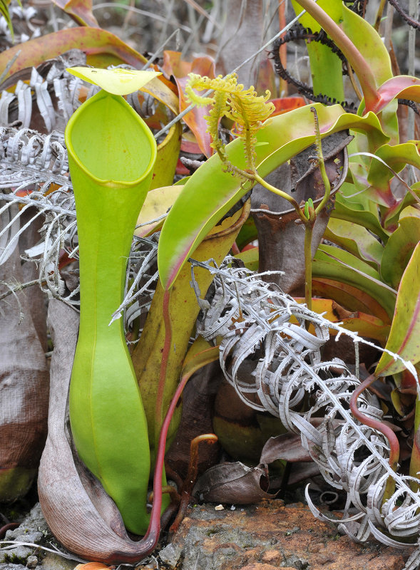 Nepenthes_reinwardtiana._4.jpg