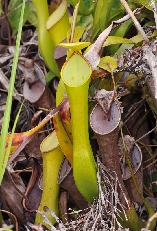 Nepenthes_reinwardtiana.jpg