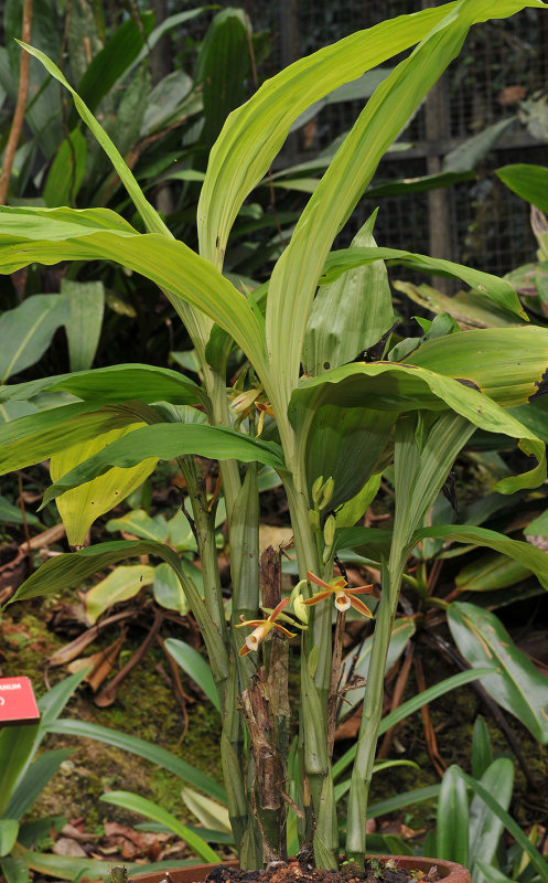 Phaius_reflexipetalus.jpg