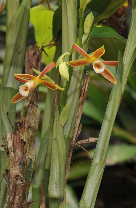 Phaius_reflexipetalus._Closer.jpg