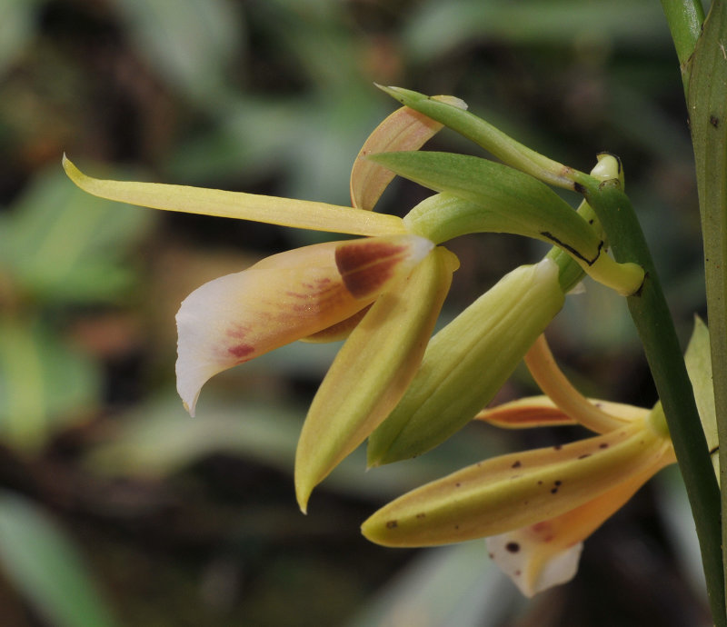 Phaius_reflexipetalus._Closeup._side.jpg