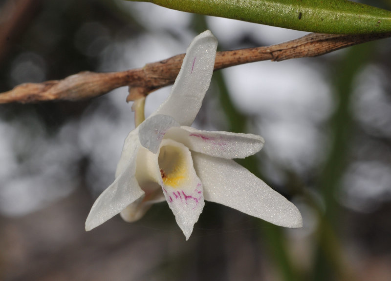Dendrobium_tridentatum._Closeup.jpg
