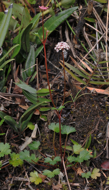 Trachymene_saniculifolia.jpg