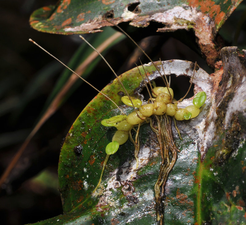 Bulbophyllum_montense.4.jpg