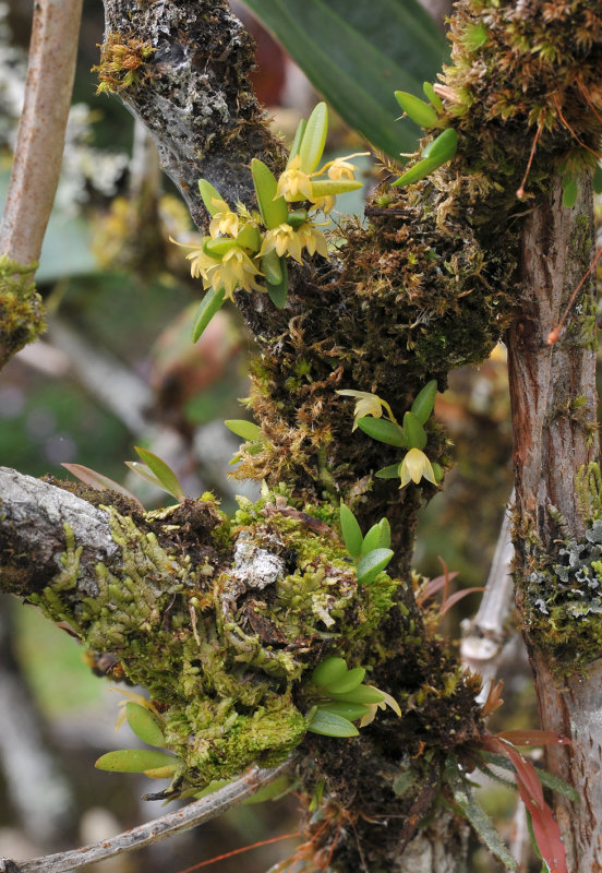 Bulbophyllum_mutabile_var._obesum.1.jpg