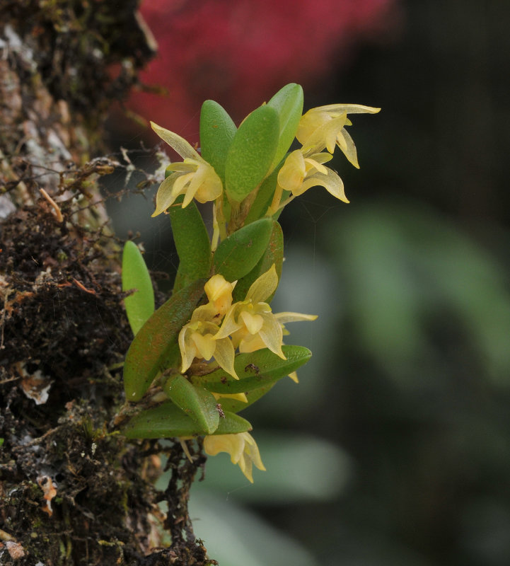 Bulbophyllum_mutabile_var._obesum.2.jpg