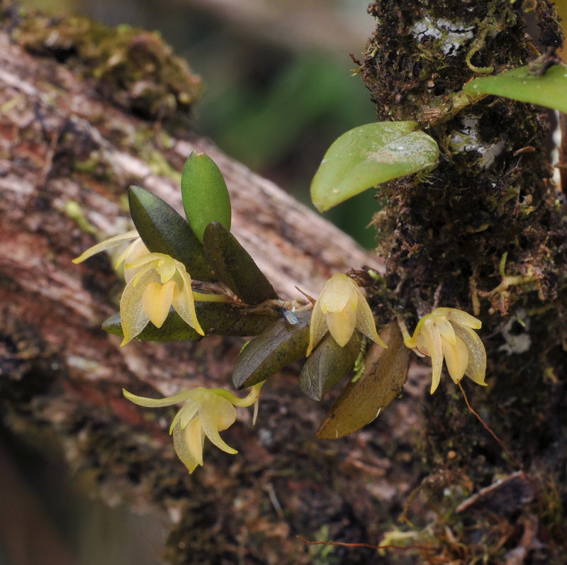 Bulbophyllum_mutabile_var._obesum.4.jpg