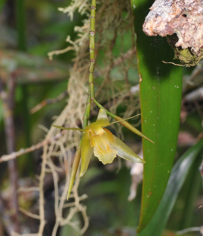 Coelogyne.jpg