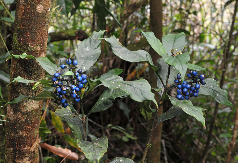 Rubiaceae.jpg