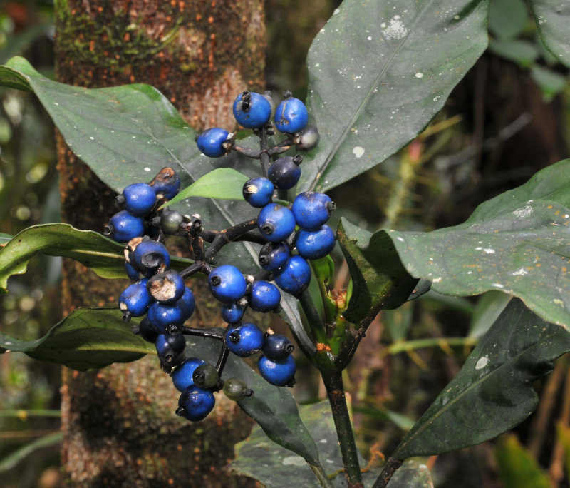 Rubiaceae._Closer.jpg