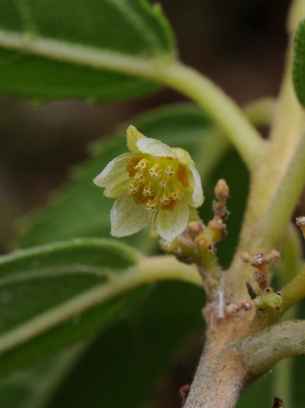 Kiggelaria africana. Close-up.