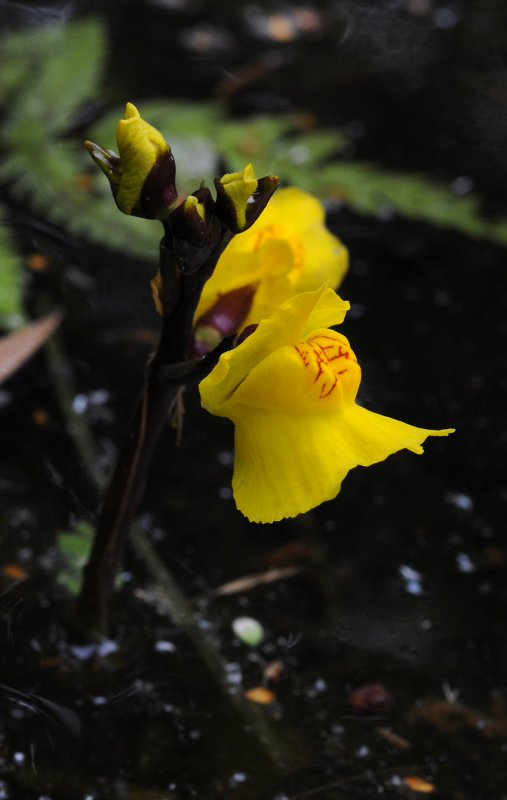 Utricularia vulgaris. Close-up.