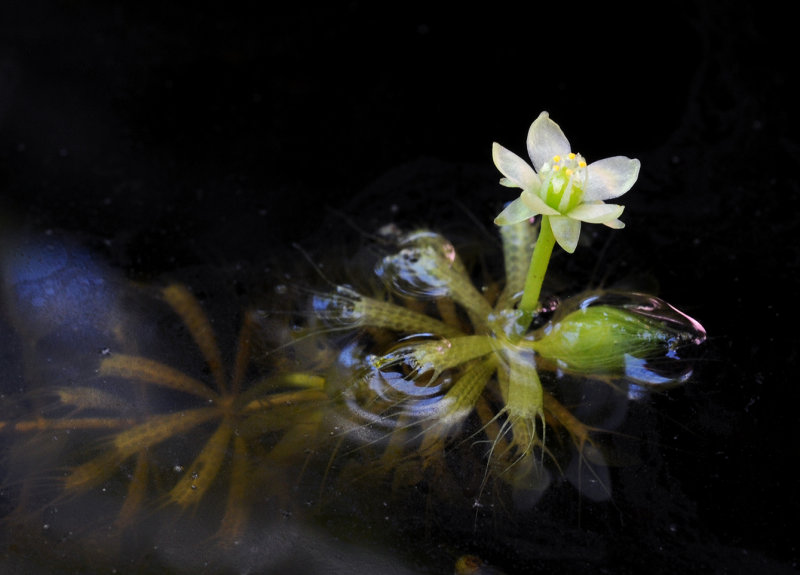 Aldrovanda vesiculosa. Closer.