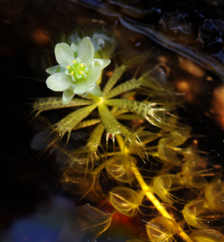 Aldrovanda vesiculosa. Closer.