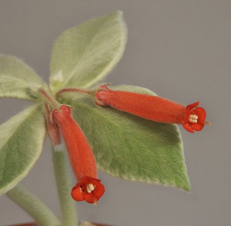 Sinningia leucotricha