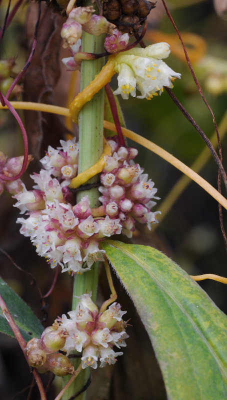 Cuscuta_gronovii_and_Cuscuta_europaea.4.jpg