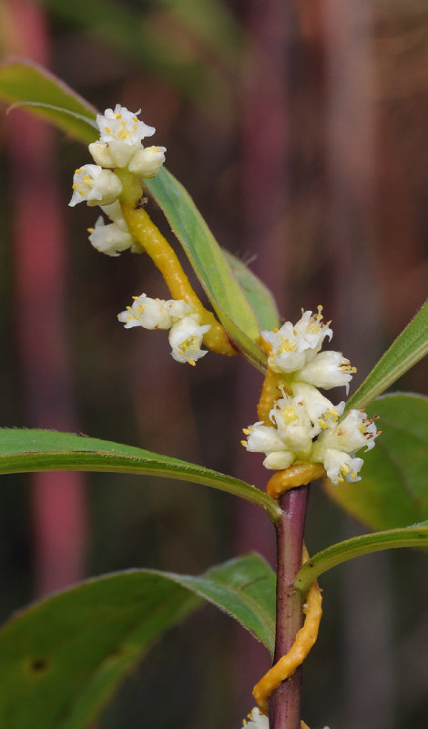 Cuscuta_gronovii_closer.jpg