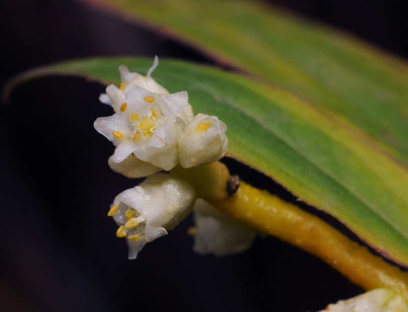 Cuscuta_gronovii_closeup.2.jpg
