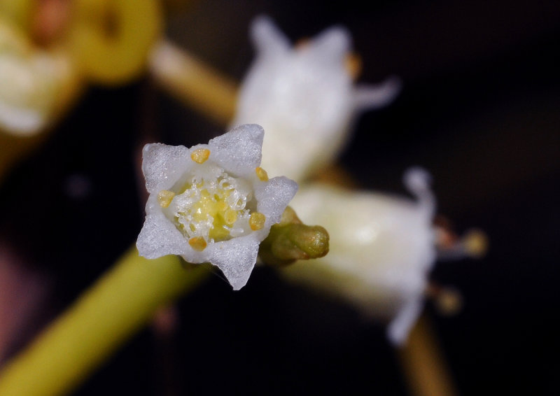 Cuscuta_gronovii_closeup.3.jpg