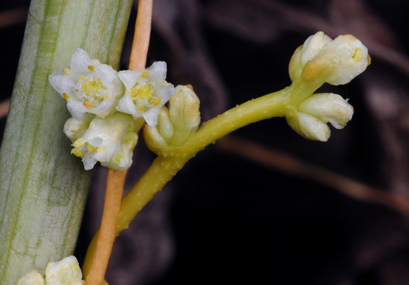 Cuscuta_gronovii_closeup.4.jpg