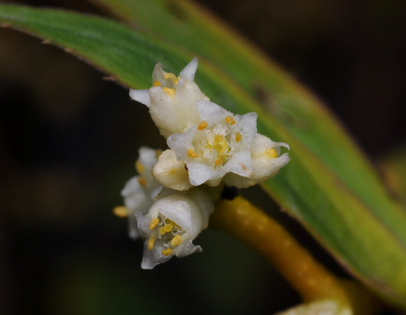 Cuscuta_gronovii_closeup.jpg