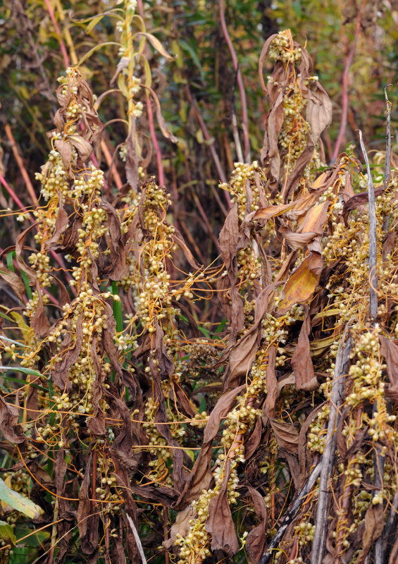 Cuscuta_gronovii_en_masse.jpg