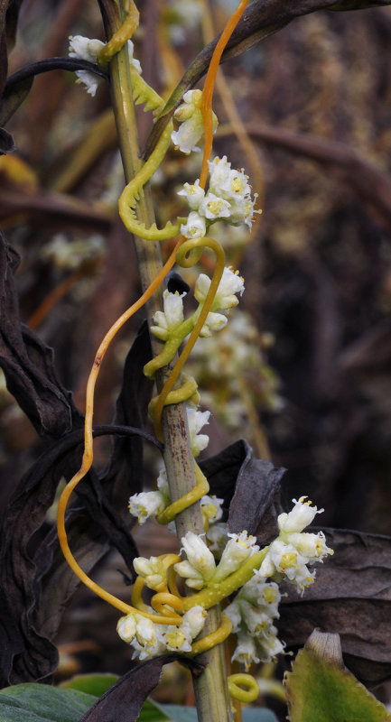 Cuscuta_gronovii.2.jpg