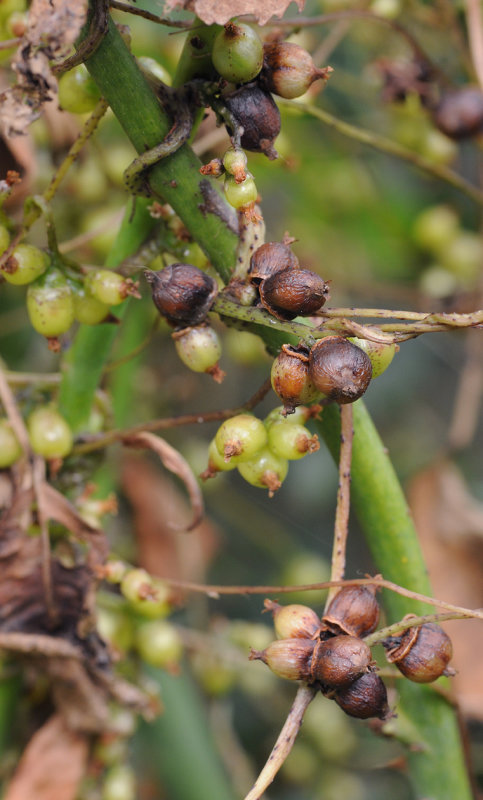 Cuscuta_lupuliformis._Fruits.jpg