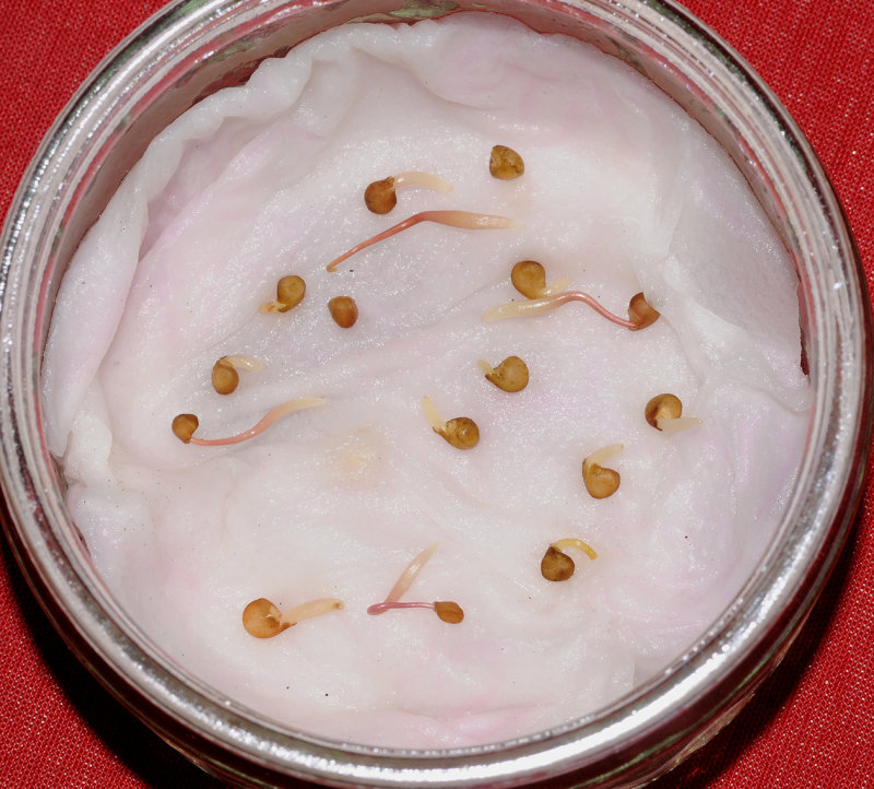Cuscuta_lupuliformis._Germinating.1.jpg