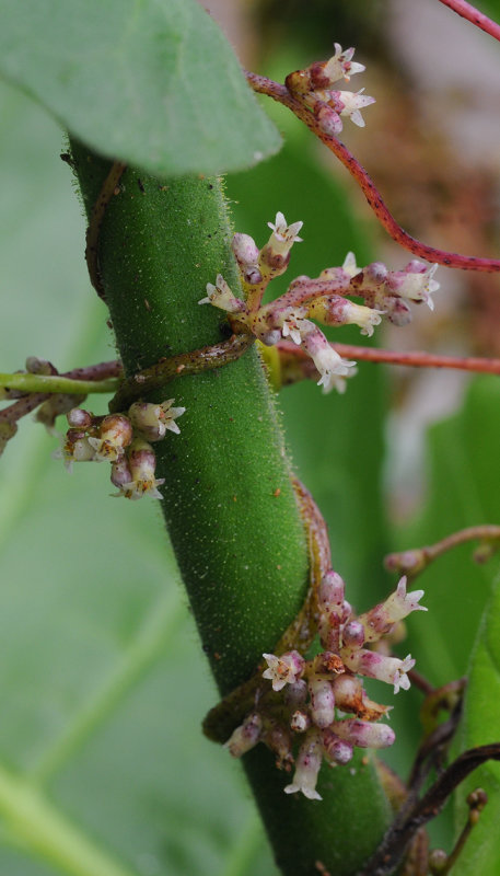 Cuscuta_lupuliformis._On_Nicotiana.2.jpg