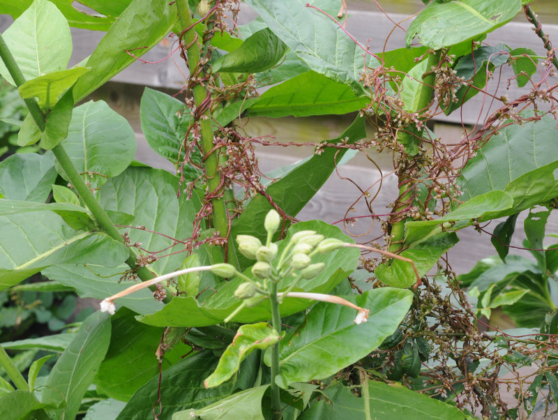 Cuscuta_lupuliformis._On_Nicotiana.jpg