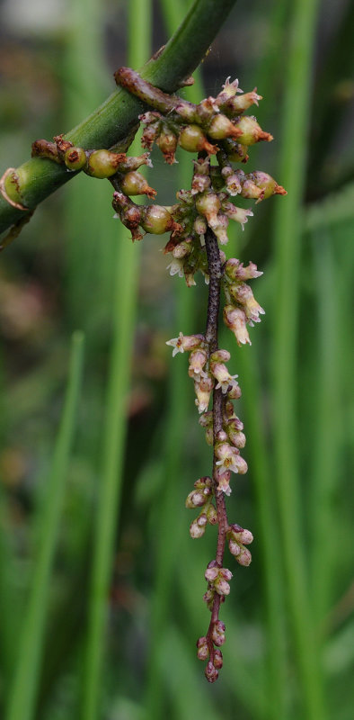 Cuscuta_lupuliformis._On_Rosa.jpg