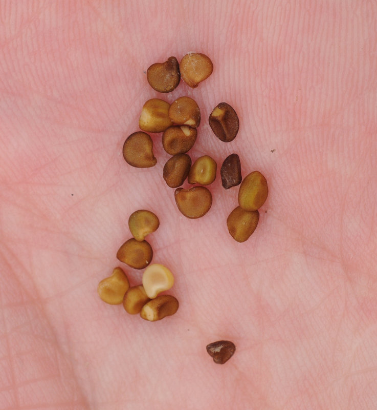 Cuscuta_lupuliformis._Seeds.jpg