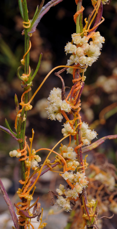 Cuscuta_campestris_Closer.jpg