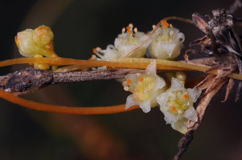Cuscuta_campestris_Closeup._3.jpg