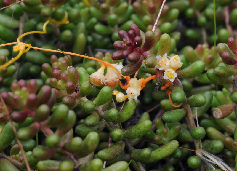 Cuscuta_campestris_on_Sedum_album.jpg