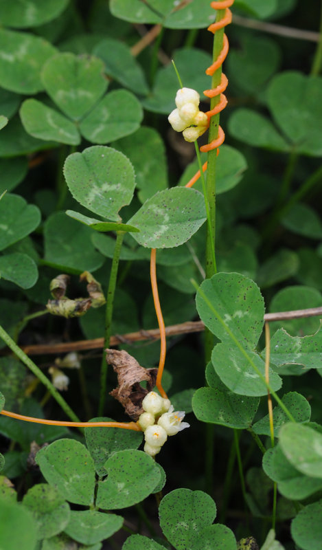 Cuscuta_campestris_on_Trifolium_repens.jpg
