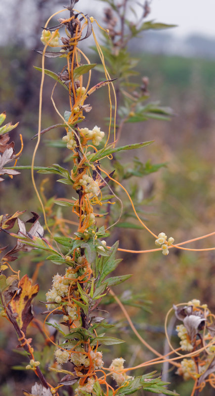 Cuscuta_campestris._2.jpg