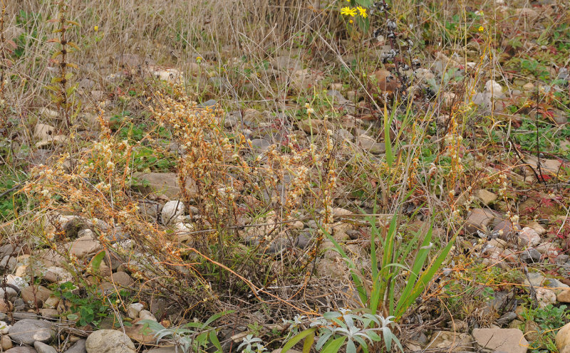 Cuscuta_campestris._5.jpg
