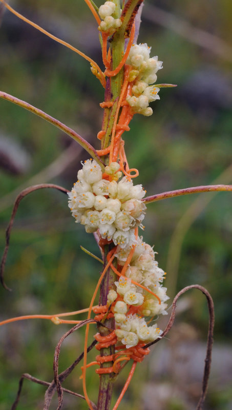 Cuscuta_campestris._Closer.6.jpg