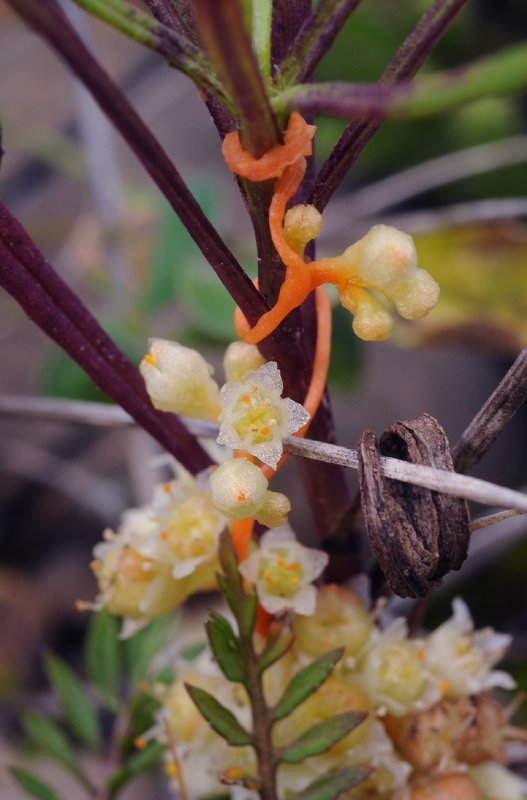 Cuscuta_campestris._Closer.7.jpg
