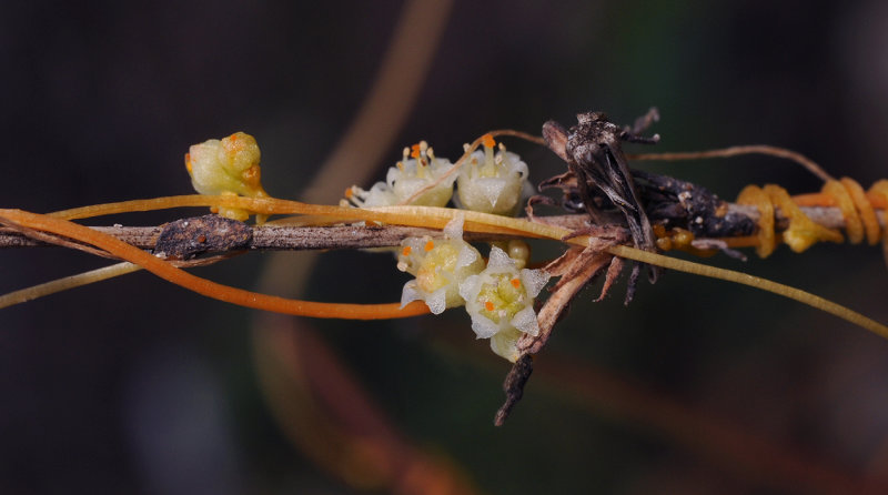 Cuscuta_campestris._Closer.9.jpg