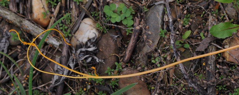 Cuscuta_campestris.Seeker.jpg