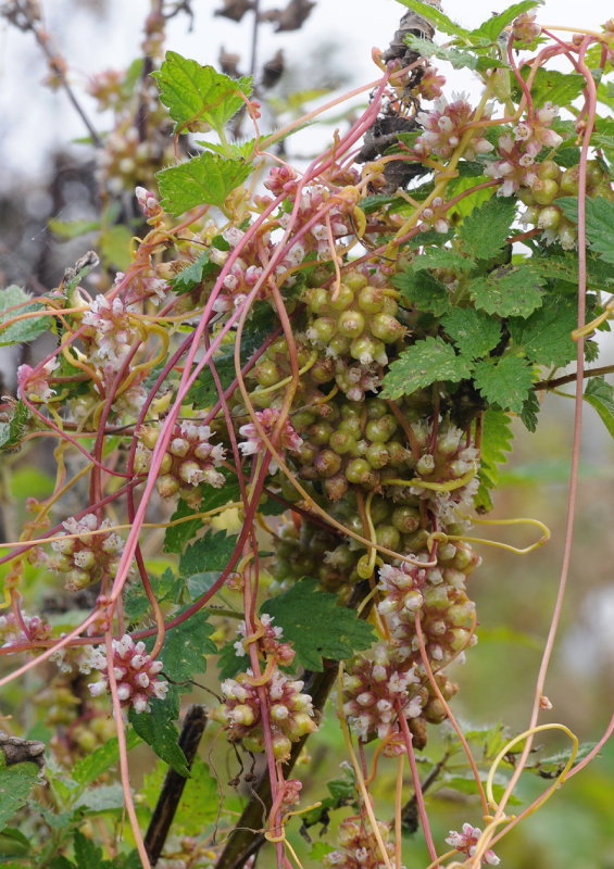 Cuscuta_europaea._2.jpg