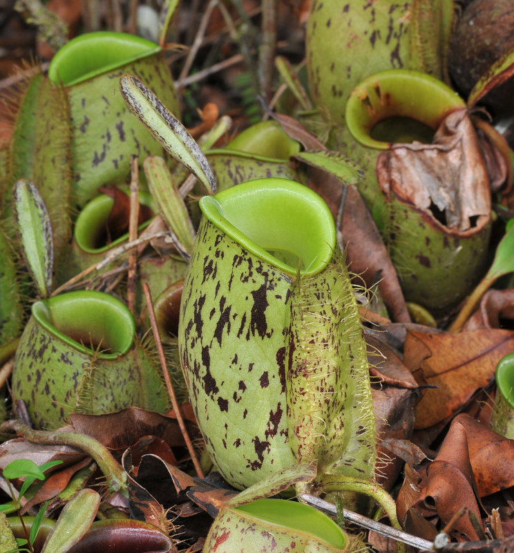 Nepenthes_ampullaria._Closer.4.jpg