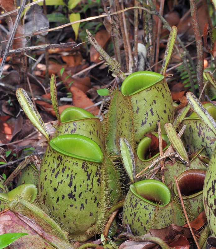 Nepenthes_ampullaria._Closer.6.jpg